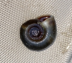 Planorbella trivolvis