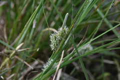 Carex aquatilis