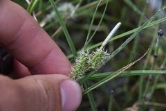 Carex aquatilis