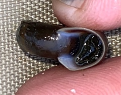 Planorbella trivolvis