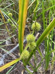 Sparganium americanum