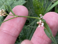 Persicaria maculosa