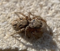 Habronattus texanus