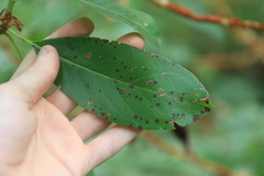 Ruptoseptoria unedonis