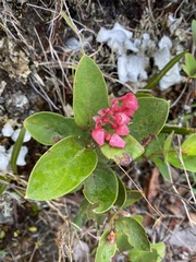 Gaultheria