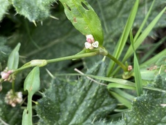 Persicaria maculosa