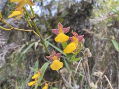 Cyrtochilum aureum