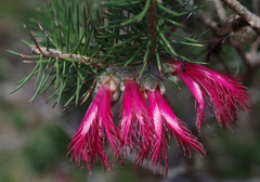 Melaleuca rupestris