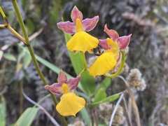 Cyrtochilum aureum