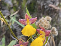 Cyrtochilum aureum