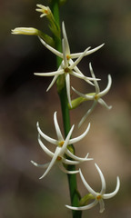 Tripterococcus brunonis