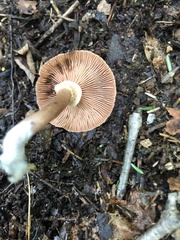 Lactarius subpurpureus