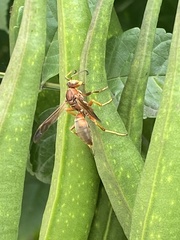 Polistes rubiginosus