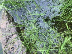 Piperales