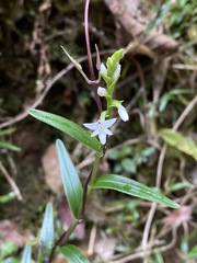 Epidendrum fimbriatum