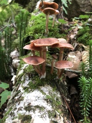 Lactarius subpurpureus