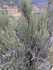 Ephedra viridis