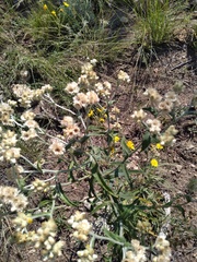 Pseudognaphalium canescens