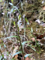 Epidendrum fimbriatum