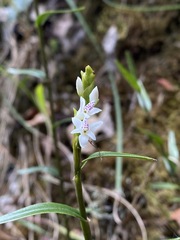 Epidendrum fimbriatum