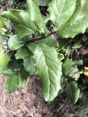 Garrya elliptica