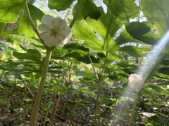Podophyllum peltatum