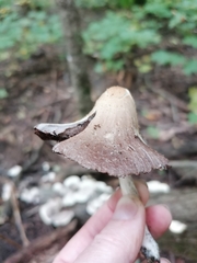 Coprinopsis romagnesiana