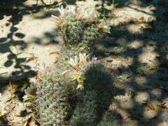 Mammillaria dioica dioica
