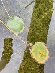 Nuphar variegata