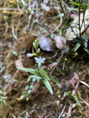 Epidendrum fimbriatum