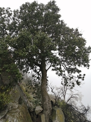 Cryptocarya alba