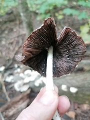 Coprinopsis romagnesiana