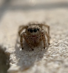 Habronattus texanus