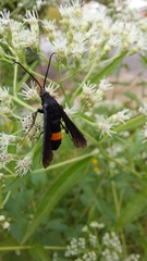 Synanthedon exitiosa