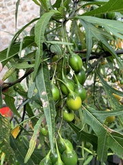 Solanum laciniatum