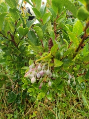 Vaccinium cylindraceum