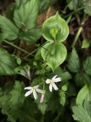 Claytonia sibirica