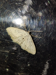 Idaea minuscularia