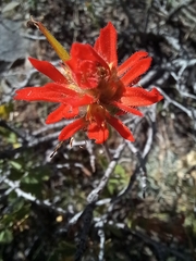 Castilleja applegatei