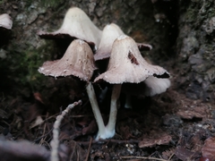 Coprinopsis romagnesiana