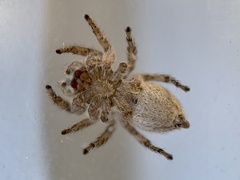 Habronattus texanus