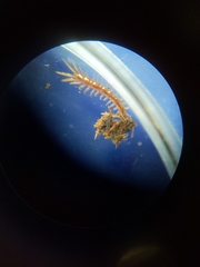 Lithobius