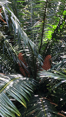 Encephalartos