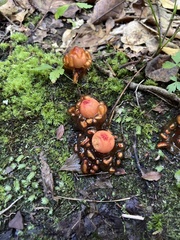 Calostoma cinnabarinum