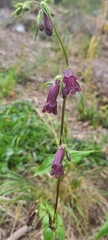 Penstemon whippleanus
