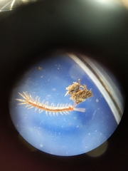 Lithobius
