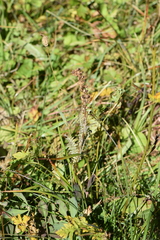 Pedicularis