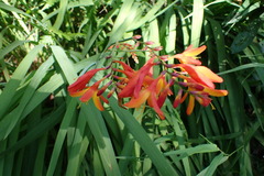 Crocosmia