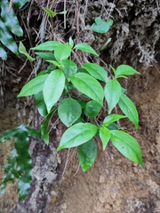 Geniostoma ligustrifolium