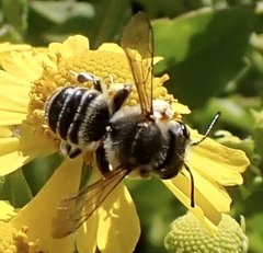 Megachile albitarsis